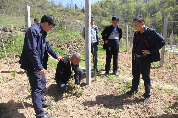 图①：罗院长视察五味子长势.JPG